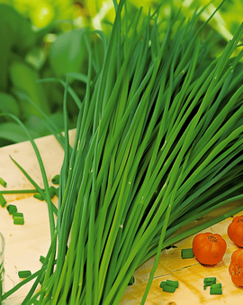 Chinese Chives Seeds Allium Tuberosum Perennial Herb