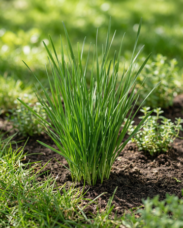 Kinesisk purløg (Allium tuberosum) – flerårige urtfrø fra SeedsChoice