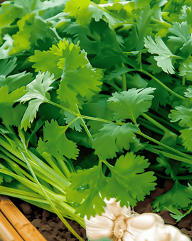 Korianderfrø Coriandrum sativum – etårig urt, cilantro