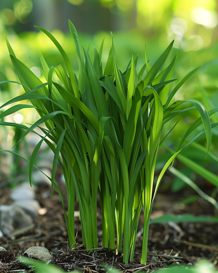 Kattegræsfrø (Hordeum vulgare) – enårig græs