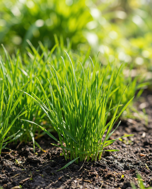 Kattegræs (Hordeum vulgare) – frø til enårig græs fra SeedsChoice