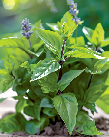 Kanelbasilikumfro aromatiske blade (Ocimum basilicum) – enårig urt
