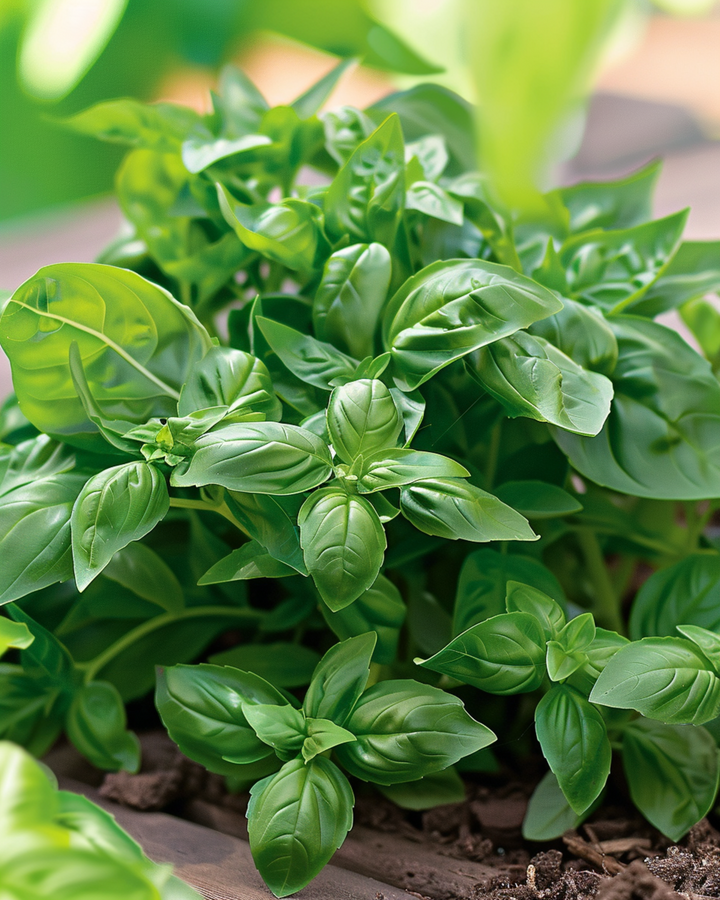 Basilikum Bascuro Greek frø (Ocimum basilicum) – etårig