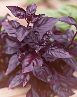 Basil Dark Opal Seeds Ocimum Basilicum Annual Herb Purple Leaf