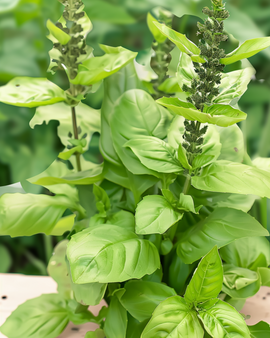 Blue Spice Basil frø Ocimum basilicum ettårigt krydderurt