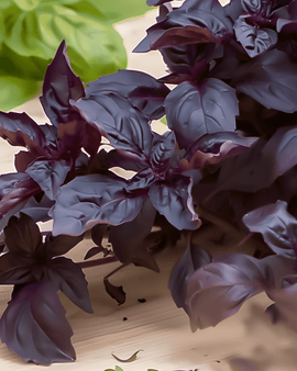 Purple Ruffles basilikum frø Ocimum basilicum etårig urt