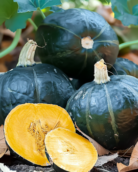 Græskar Sweet Mama F1 frø Cucurbita maxima etårig