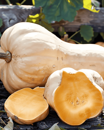 Græskar Waltham Butternut frø (Cucurbita moschata) – etårig grøntsag