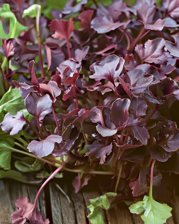 Sennep Red Frills mikrogrønt frø (Brassica juncea) – ettårig mikrogrønt