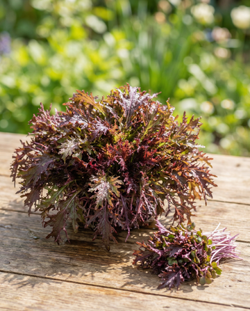 Mustard Red Frills mikrogrønt (Brassica juncea) – enårige mikrogrøntsagsfrø fra SeedsChoice