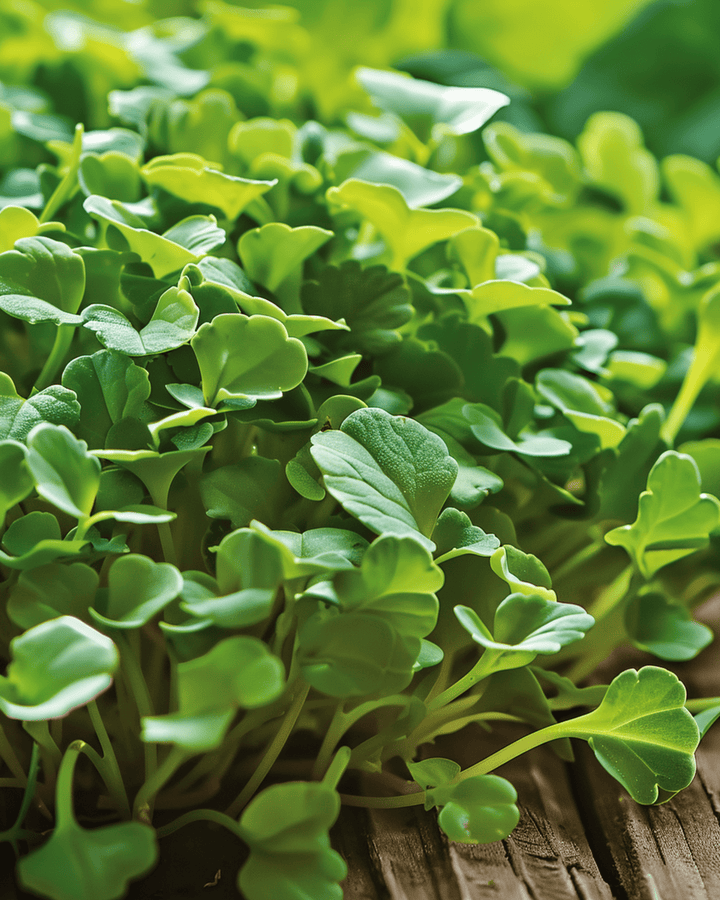 Kruset grønkål microgreens frø (Brassica oleracea) – etårige microgreens