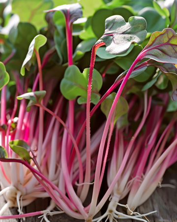 Radise Daikon Red mikrogrøntfrø (Raphanus sativus) – etårig mikrogrønt