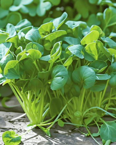 Tatsoi microgreens frø (Brassica rapa) – etårige microgreens