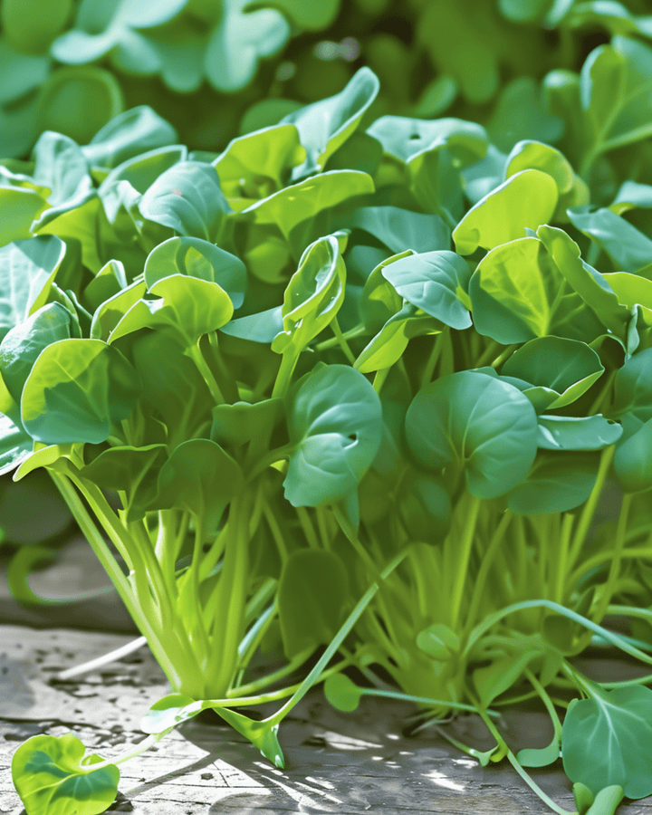 Tatsoi microgreens frø (Brassica rapa) – etårige microgreens