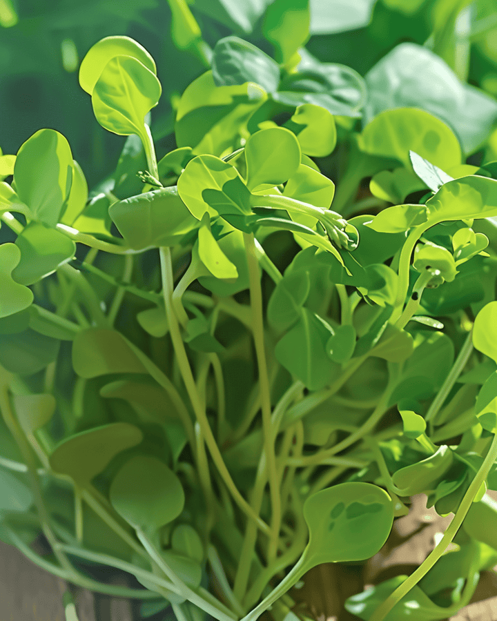 Ærteskud mikrogrønt frø (Pisum sativum) – etårigt microgreens