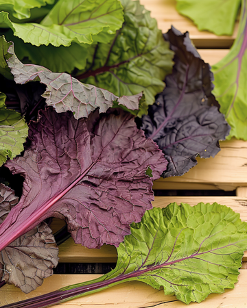 Amsoi Red frø (Brassica juncea) – etårig grøntsag