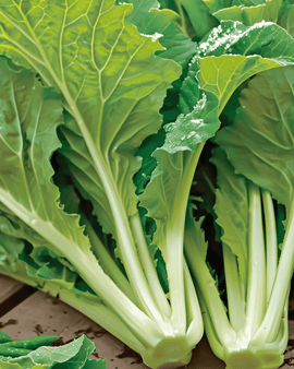 Amsoi frø Brassica Juncea etårig grøntsag