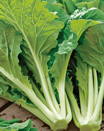 Amsoi frø (Brassica juncea) – ettårig grøntsag