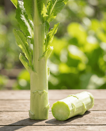 Stængelstillads (Lactuca sativa) – etårige grøntsagsfrø fra SeedsChoice