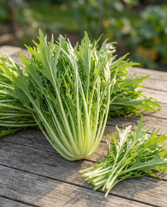 Mizuna (Brassica rapa) – grøntsagsfrø fra SeedsChoice