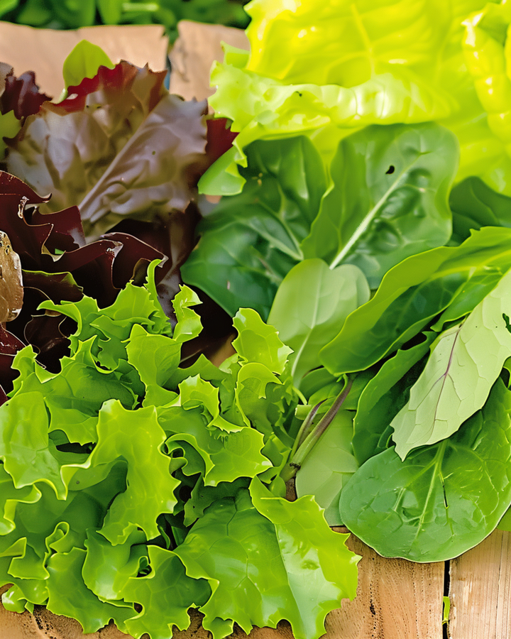 Baby Leaf Salad Oriental seeds (Lactuca sativa) – annual mix