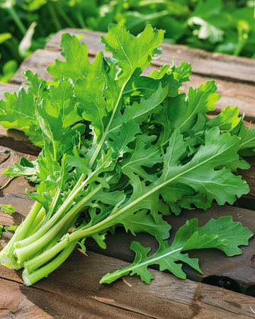 Chicory Spadona seeds (Cichorium intybus) – annual vegetable