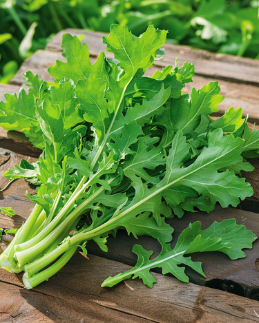 Chicory Spadona seeds (Cichorium intybus) – annual vegetable