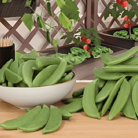 Sukkerærtefrø Delikett Pisum sativum etårig sort