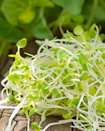 Alfalfa spiring microgreens frø (Medicago sativa) – økologiske etårige spiringsfrø