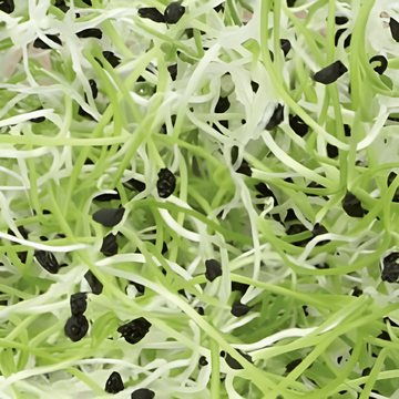 Porrespirespirer (Allium porrum) – økologiske ettårige spiringsfrø