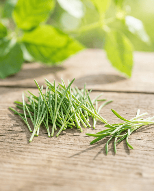 Spirefrø porre (Allium porrum) – økologiske etårige spirefrø fra SeedsChoice