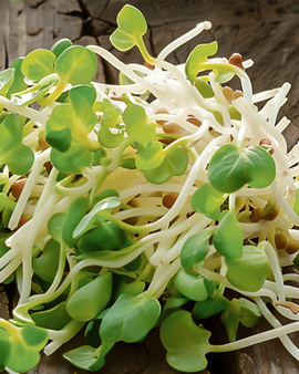 Daikon Sprouting Seeds Organic Raphanus Sativus Annual