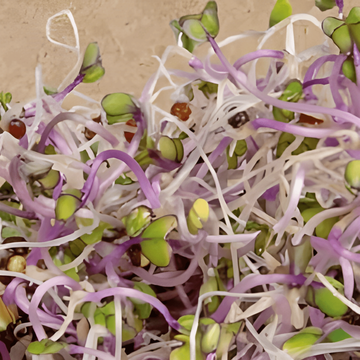 Kålrabi Sprouting Purple frø (Brassica oleracea) – økologiske etårige spirefrø