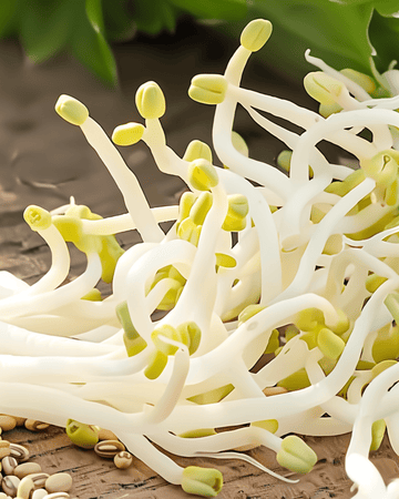 Mungbønnefrø til spiring (Vigna radiata) – økologiske etårige spiringsfrø