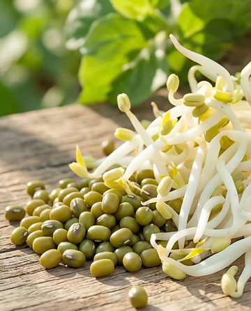 Mungbønne til spiring (Vigna radiata) – økologiske etårige spiringsfrø fra SeedsChoice