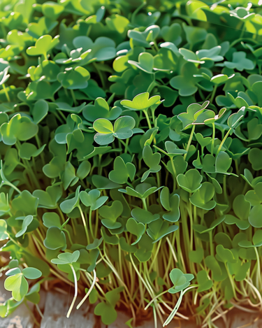 Spiredygtig karse frø (Lepidium sativum) – økologiske frø til enårig spiring