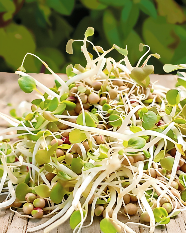 Salatmix spiringsfrø (Lactuca sativa) – økologiske ettårige spiringsfrø