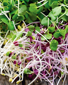 Spicy Sprouting Mix økologisk ettårig Lactuca Sativa