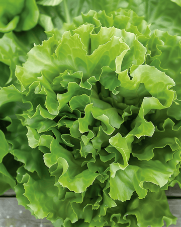 Endivie Batavian Green 2-frø (Cichorium endivia) – etårig grøntsag