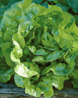 Salatfrø Milan Lactuca sativa etårig pilleret sort