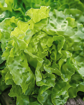 Salatsfrø Neckarreuzen Summer Diamond Lactuca Sativa ettårig pilleret