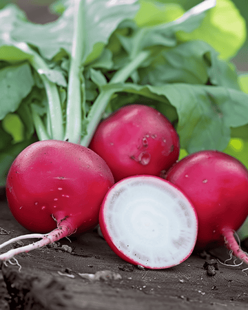 Radise Saxa 2 Pelleted frø (Raphanus sativus) – etårig grøntsag