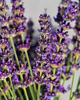 Lavendelfrø Lavandula Angustifolia flerårig urt