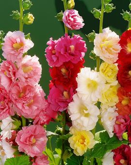 Hollyhock Seeds Alcea Rosea Doppia Multicolor Perennial Mix