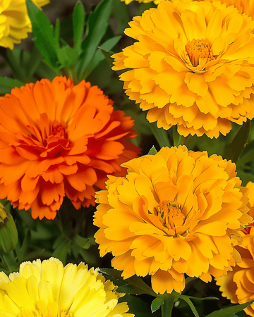 Doppia Fiesta Multicolor frø (Calendula officinalis) – etårig