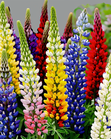Lupin Multicolor 120cm frø (Lupinus hartwegii) – flerårig blanding