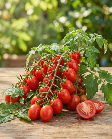Rød cherrytomат til krukker (Solanum lycopersicum) – grøntsagsfrø fra SeedsChoice