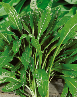 Buck's Horn-frø Plantago coronopus urt