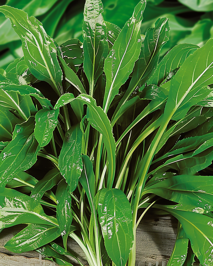 Buck's Horn-frø (Plantago coronopus) – urt