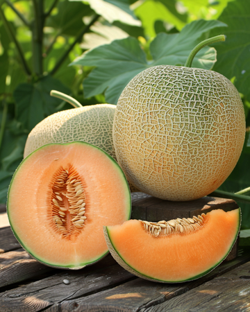 Klatrende melon Rampicante Zuccherino frø (Cucumis melo) – enårig klatrer